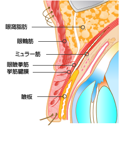 まぶたの仕組み