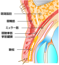 まぶたの仕組み