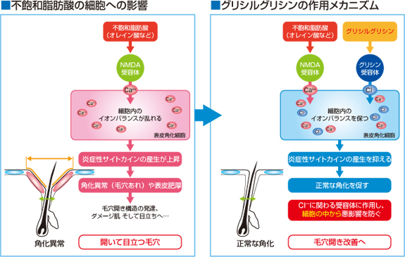 不飽和脂肪酸の細胞への影響