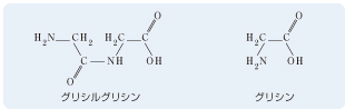 グリシルグリシン イラスト